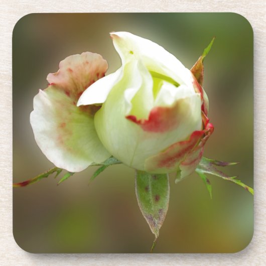 rosebuds gloeien bier onderzetter (Voorkant)