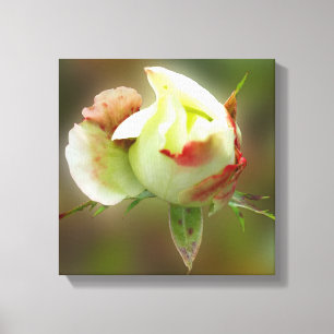 rosebuds gloeien canvas afdruk