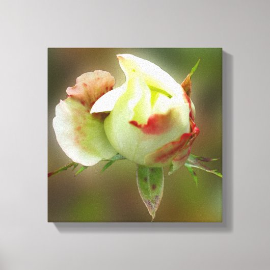 rosebuds gloeien canvas afdruk (Voorkant)