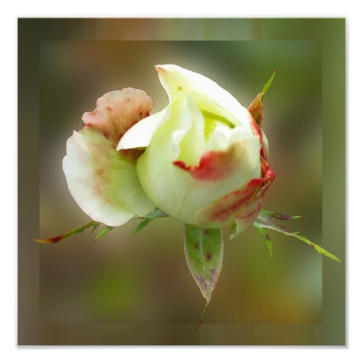 rosebuds gloeien foto afdruk (Voorkant)
