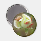 rosebuds gloeien magneet (Voorkant / Achterkant)