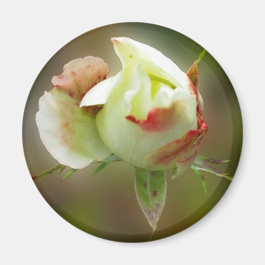 rosebuds gloeien magneet (Voorkant)