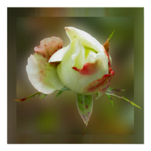 rosebuds gloeien poster