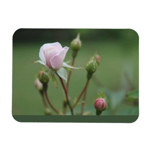 Rosebuds Magneet (Horizontaal)