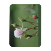 Rosebuds Magneet (Verticaal)
