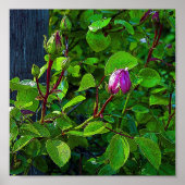 Rosebuds Poster (Voorkant)