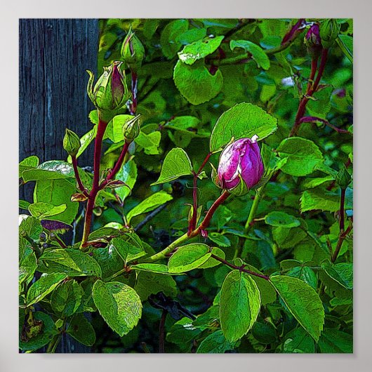 Rosebuds Poster (Voorkant)