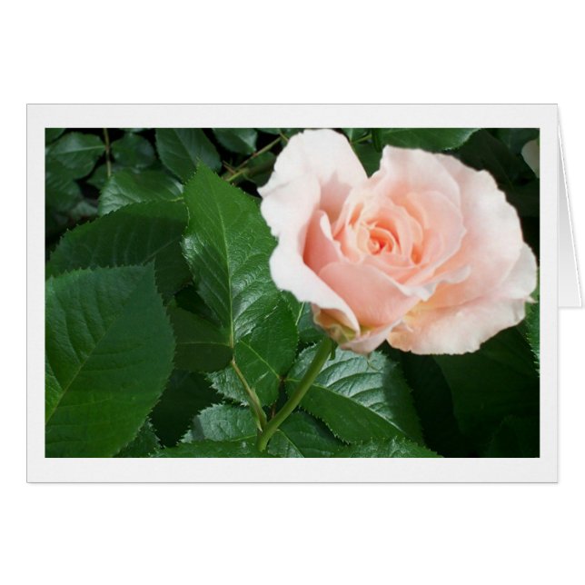 RoseCard (Voorkant Horizontaal)
