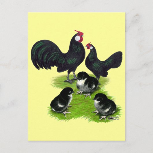 Rosecomb Zwarte Bantam Familie Briefkaart (Voorkant)