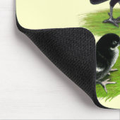 Rosecomb Zwarte Bantam Familie Muismat (Hoek)