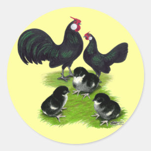 Rosecomb Zwarte Bantam Familie Ronde Sticker