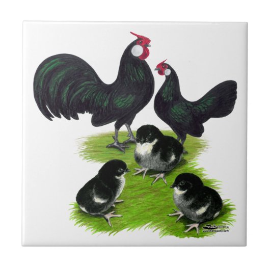 Rosecomb Zwarte Bantam Familie Tegeltje (Voorkant)