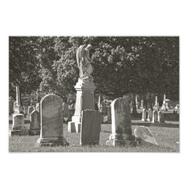 Rosehill III Foto Afdruk