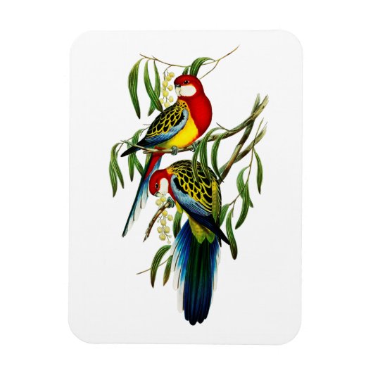 Rosehill Parakeet Parrot Australië Magneet (Verticaal)
