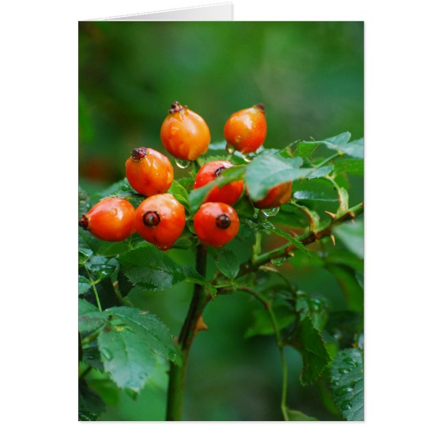 Rosehip na regen (Voorkant)