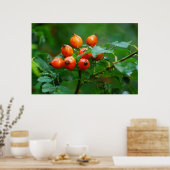 Rosehip na regen poster (Keuken)