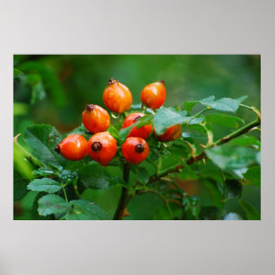 Rosehip na regen poster