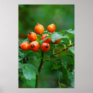 Rosehip na regen poster