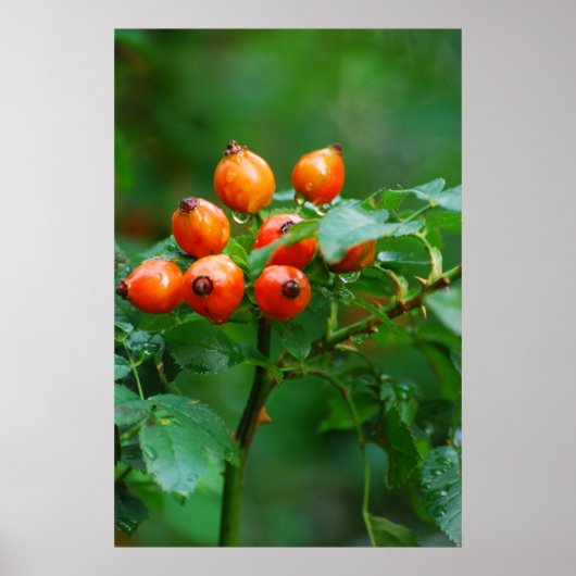 Rosehip na regen poster (Voorkant)