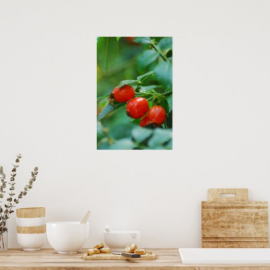 Rosehip struik na regen poster (Keuken)
