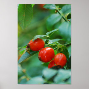 Rosehip struik na regen poster