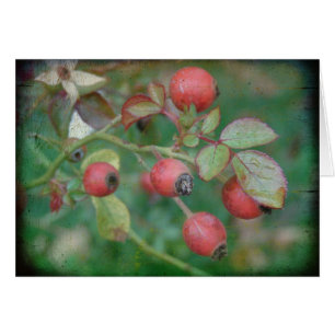 Rosehips met textiel