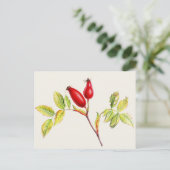 Rosehips, Rosa canina in waterverf briefkaart (Staand voorkant)