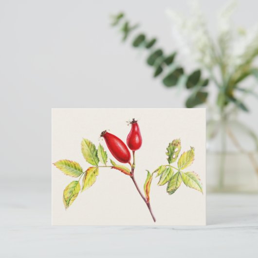 Rosehips, Rosa canina in waterverf briefkaart (Staand voorkant)