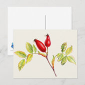 Rosehips, Rosa canina in waterverf briefkaart (Voorkant / Achterkant)