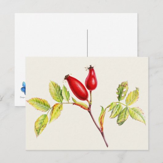 Rosehips, Rosa canina in waterverf briefkaart (Voorkant / Achterkant)