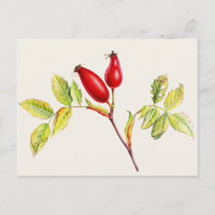 Rosehips, Rosa canina in waterverf briefkaart