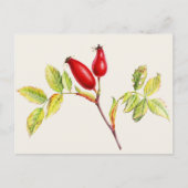 Rosehips, Rosa canina in waterverf briefkaart (Voorkant)