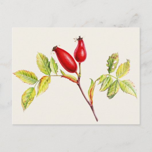 Rosehips, Rosa canina in waterverf briefkaart (Voorkant)