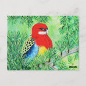 Rosella Bird Painting Briefkaart (Achterkant)