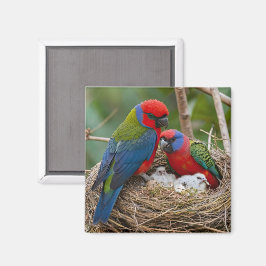 Rosella Birds Magneet