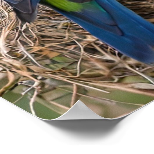 Rosella Birds Poster (Hoek)