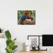 Rosella Birds Poster (Thuiskantoor)