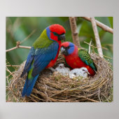 Rosella Birds Poster (Voorkant)