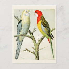 Rosella Parrakeets Briefkaart