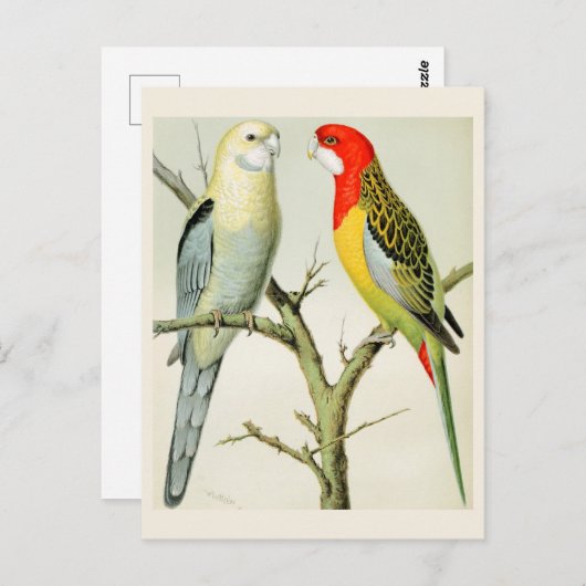 Rosella Parrakeets Briefkaart (Voorkant / Achterkant)