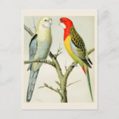 Rosella Parrakeets Briefkaart (Voorkant)