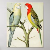 Rosella Parrakeets Poster (Voorkant)