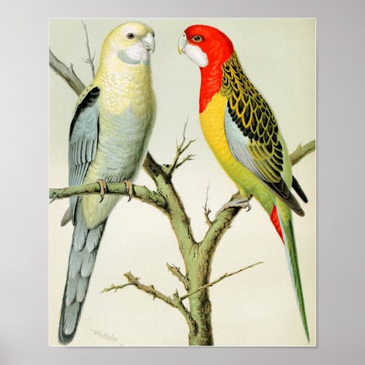 Rosella Parrakeets Poster (Voorkant)