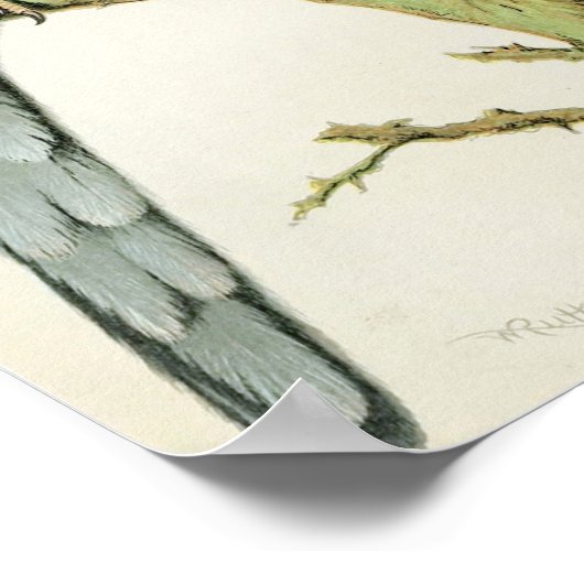 Rosella Parrakeets Poster (Hoek)