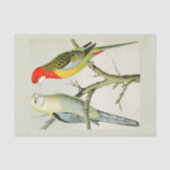 Rosella Parrakeets Tissuepapier (Voorkant)