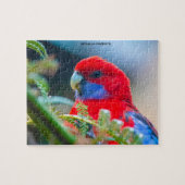 Rosella Parrots Australië Legpuzzel (Horizontaal)