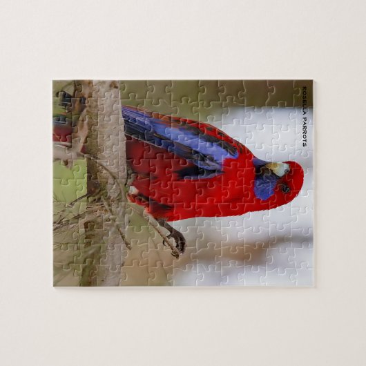 Rosella Parrots Australië Legpuzzel (Horizontaal)
