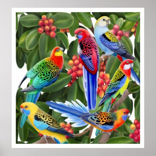 Rosella Parrots in vingerafdrukken Poster (Voorkant)