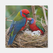 Rosella Vogels Magneet (Voorkant)