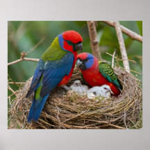 Rosella Vogels